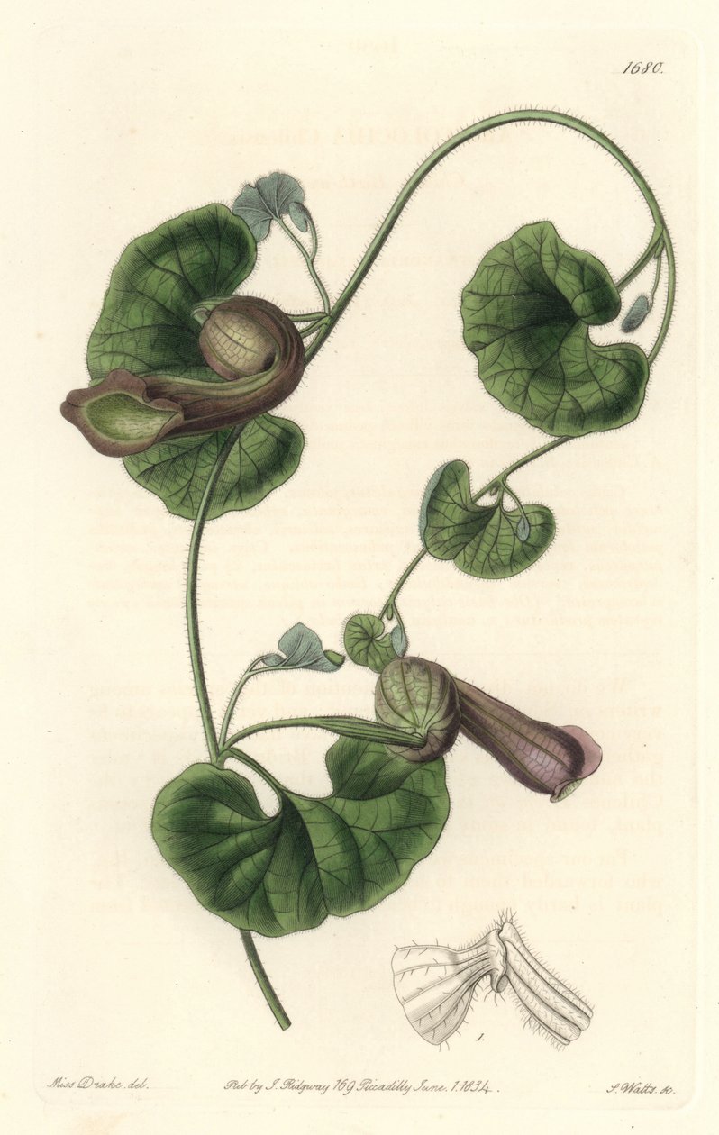 Aristoloche cilena o orecchie di volpe da Sydenham Teast Edwards