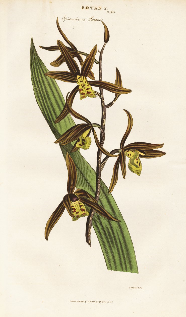 Orchidea cinese (Epidendrum sinense) da Sydenham Teast Edwards