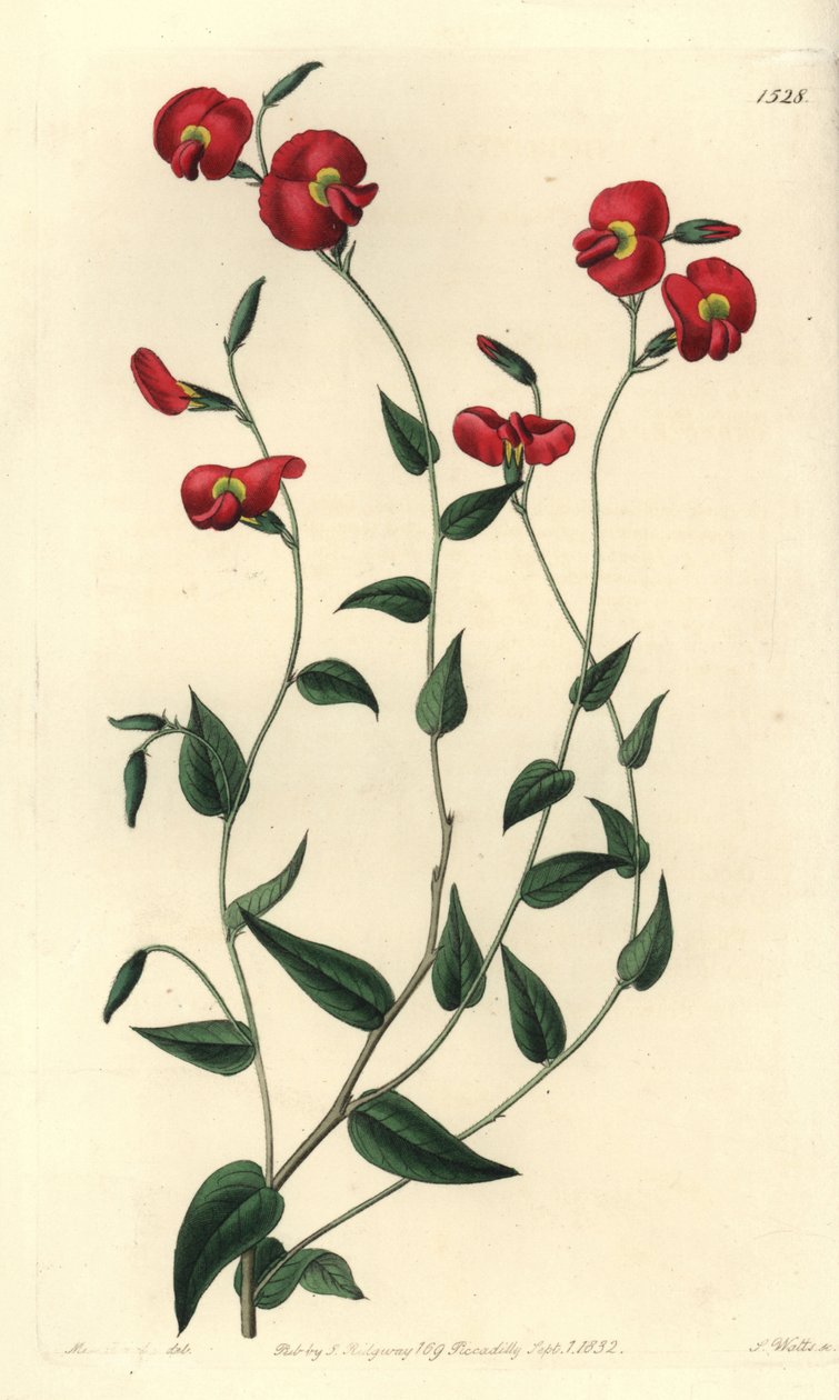 Chorizema ovatum da Sydenham Teast Edwards