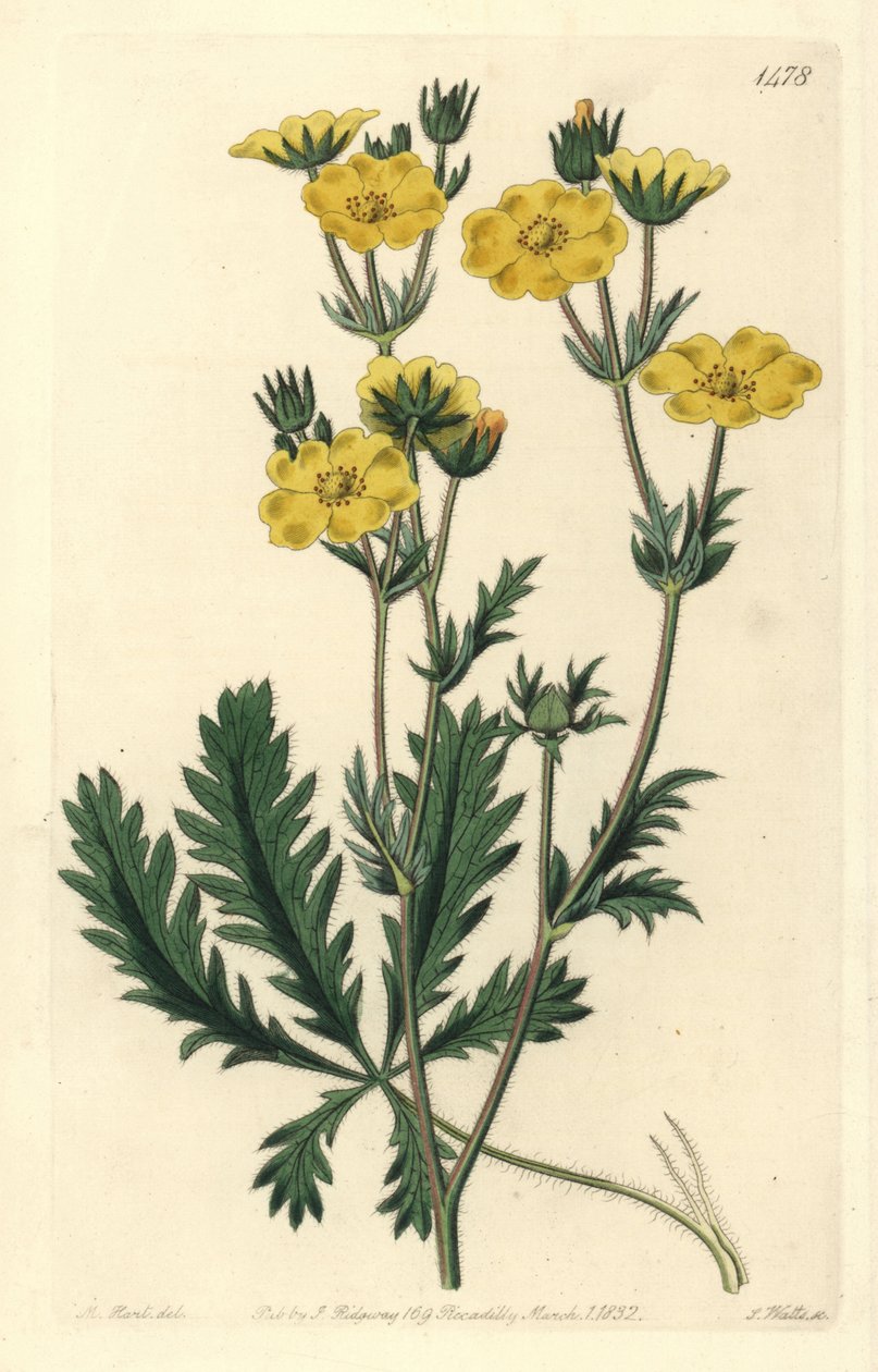 Cinquefoil dressee - Potentilla laciniosa da Sydenham Teast Edwards
