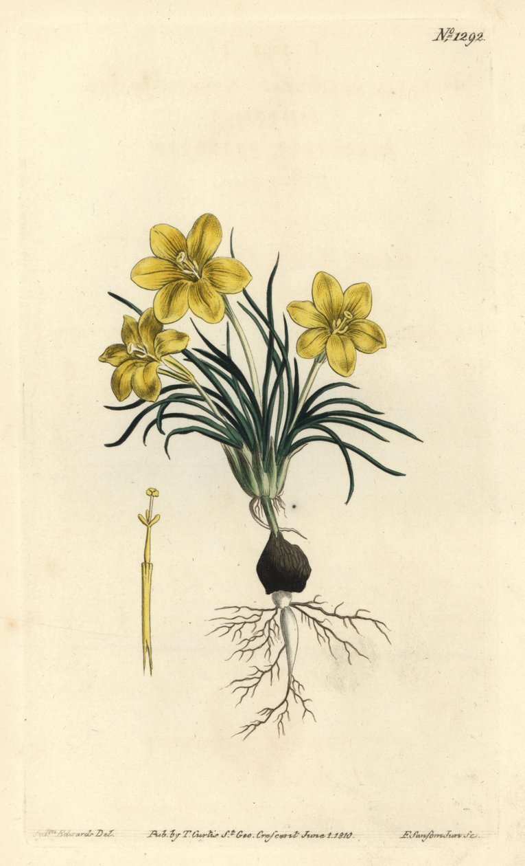 Fiore dell
