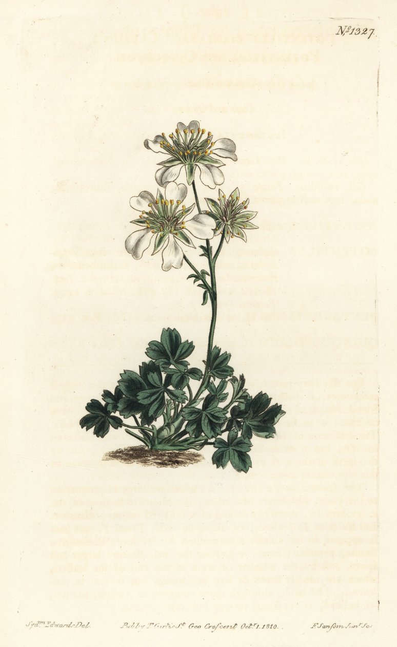 Cinquefoil di Clusius da Sydenham Teast Edwards