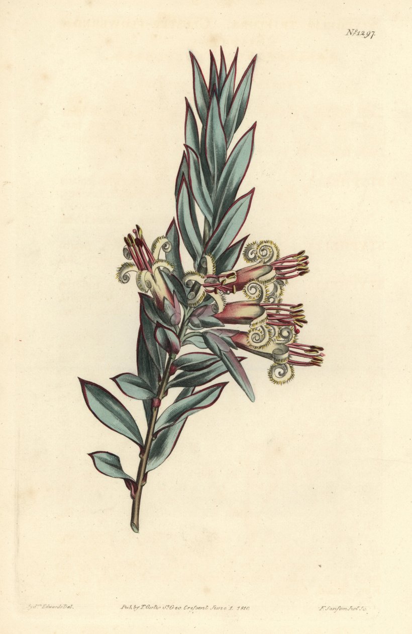 Styphelia a fiori a grappolo, Styphelia triflora. Incisione a mano colorata a rame di F. Sansom Jr. da un
