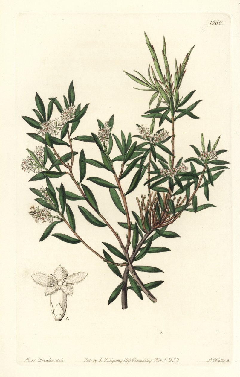Leucopogon parviflorus da Sydenham Teast Edwards