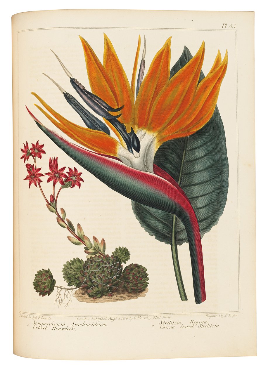 Semprevivo Ragnatela e Strelitzia dalle Foglie di Canna, 1806 da Sydenham Teast Edwards