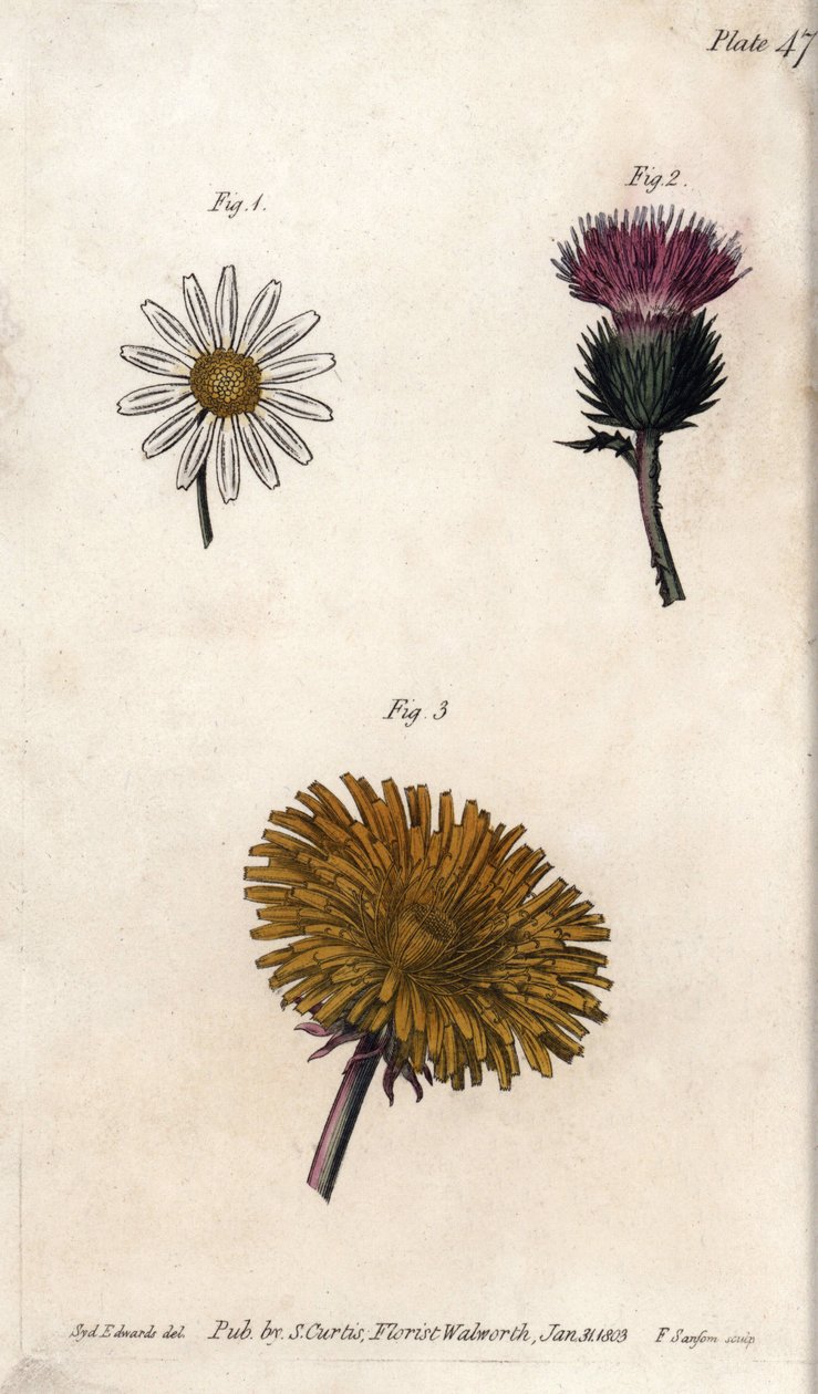 Fiori compositi: prepacket, cardo degli asini (o falso acanto onopordum) e dente di leone (incisione colorata di Sydenham Edwards per le Conferences of Botanical, Botanical Garden of Lambeth) da Sydenham Teast Edwards