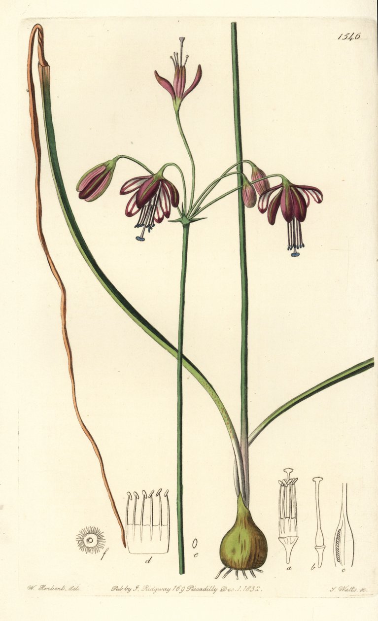 Corallo del Messico o goccia di corallo - Bessera elegans da Sydenham Teast Edwards