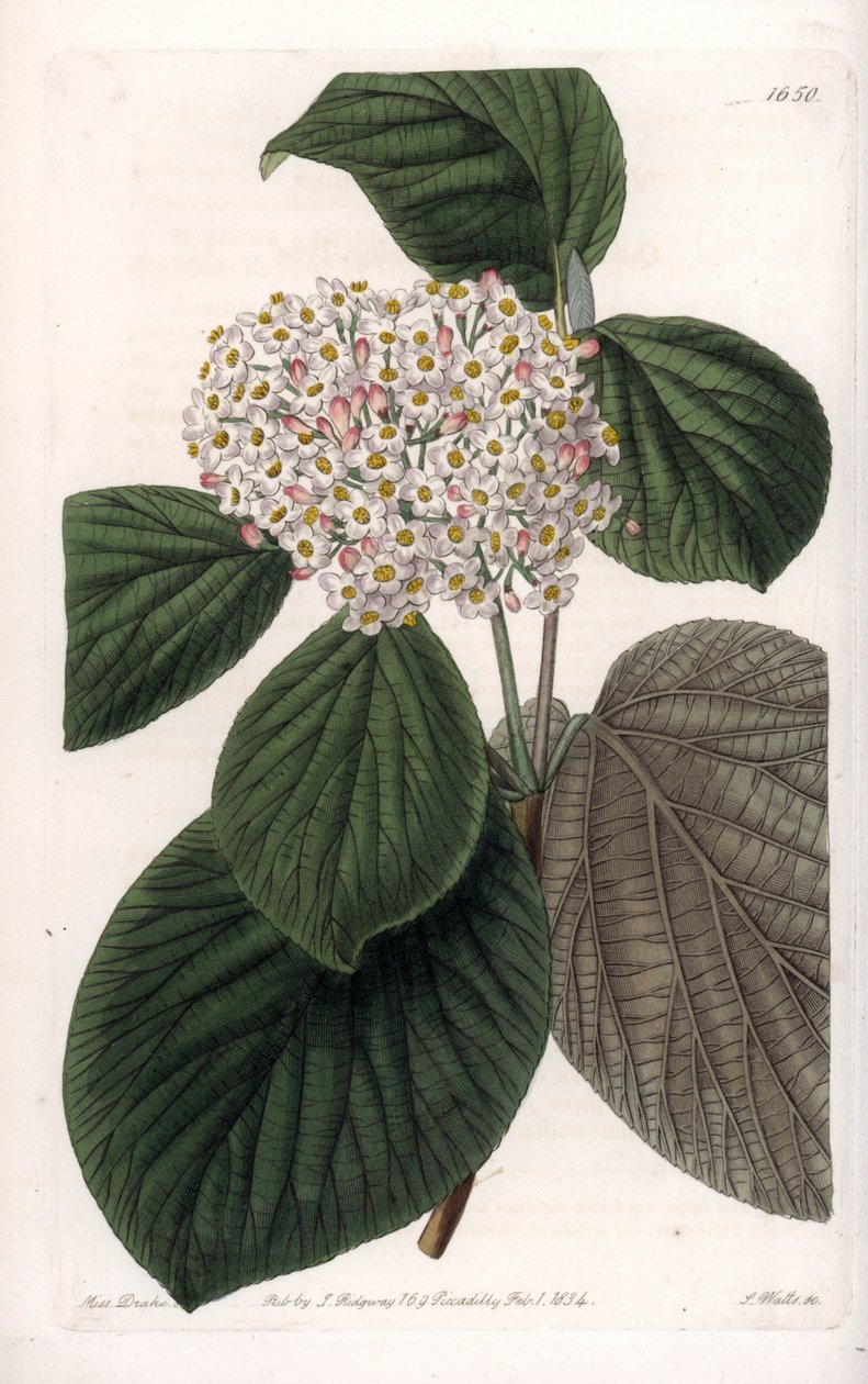 Cotone Viorne da Sydenham Teast Edwards