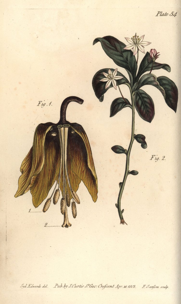Fiore imperiale, Fritillaria imperialis, Haustrria da Sydenham Teast Edwards