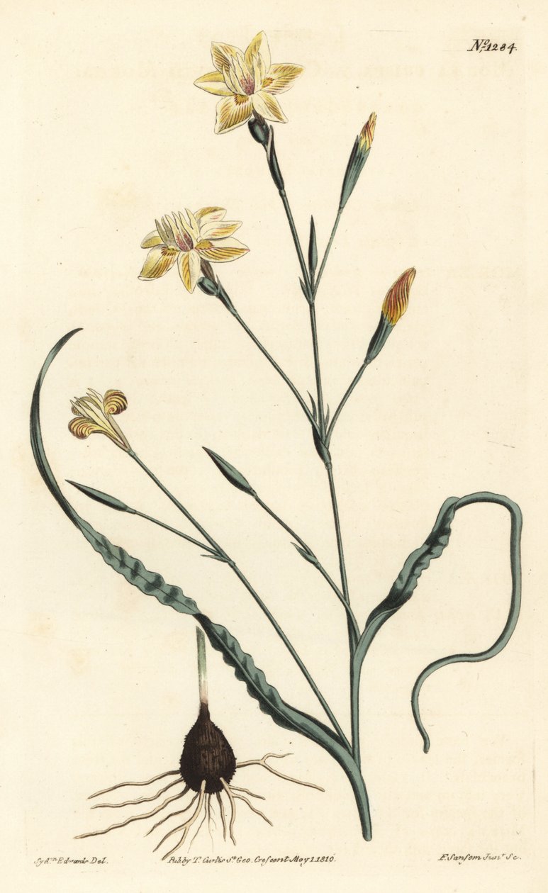 Moraea a foglie arricciate, Moraea crispa da Sydenham Teast Edwards
