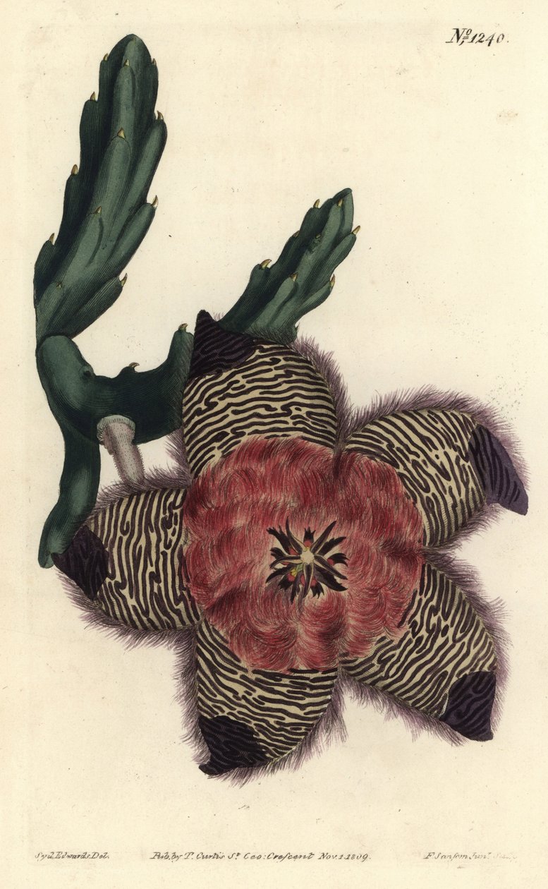 Stapelia pulvinata da Sydenham Teast Edwards
