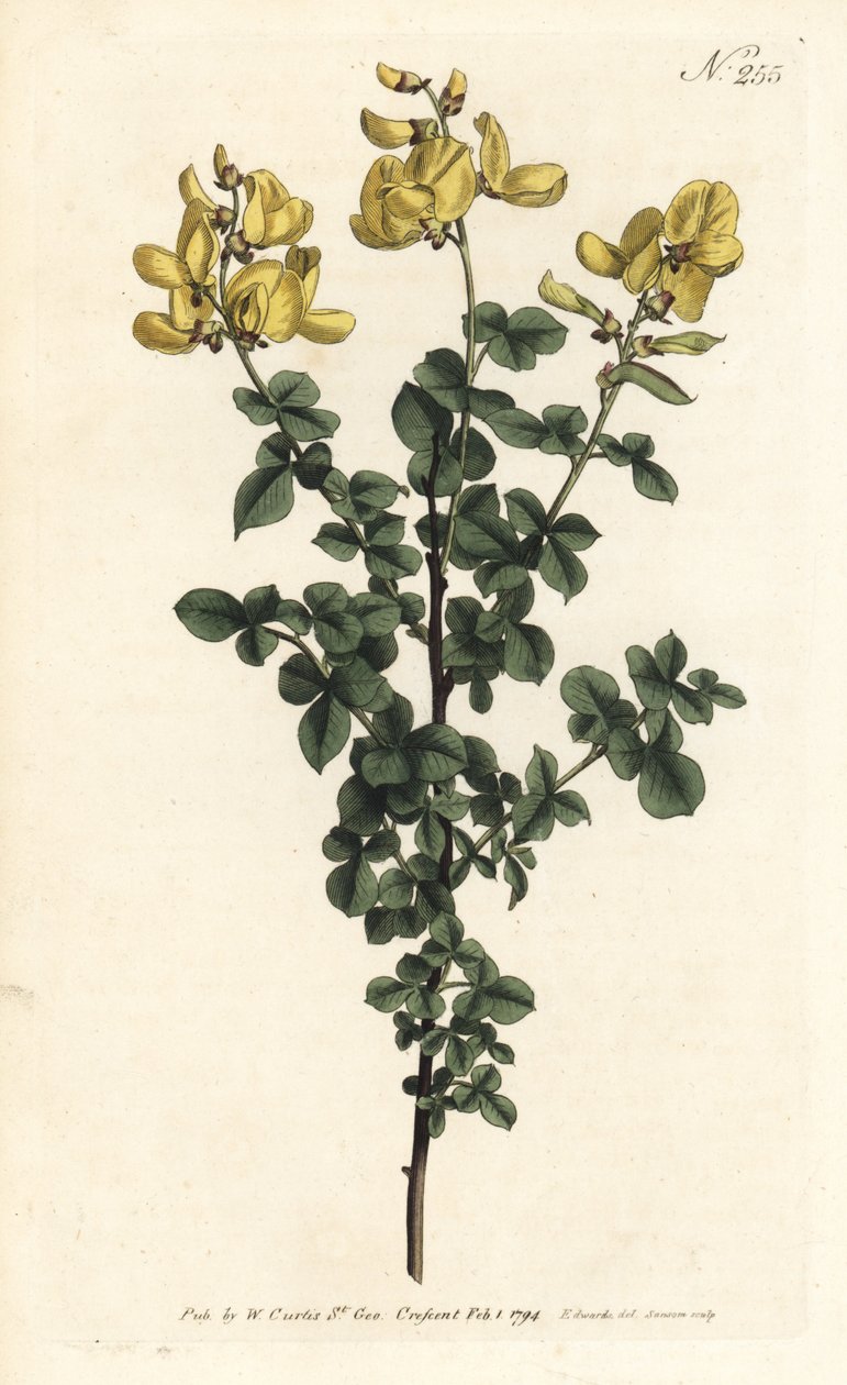 Cytisophyllum sessilifolium (Cytisus sessilifolius) da Sydenham Teast Edwards