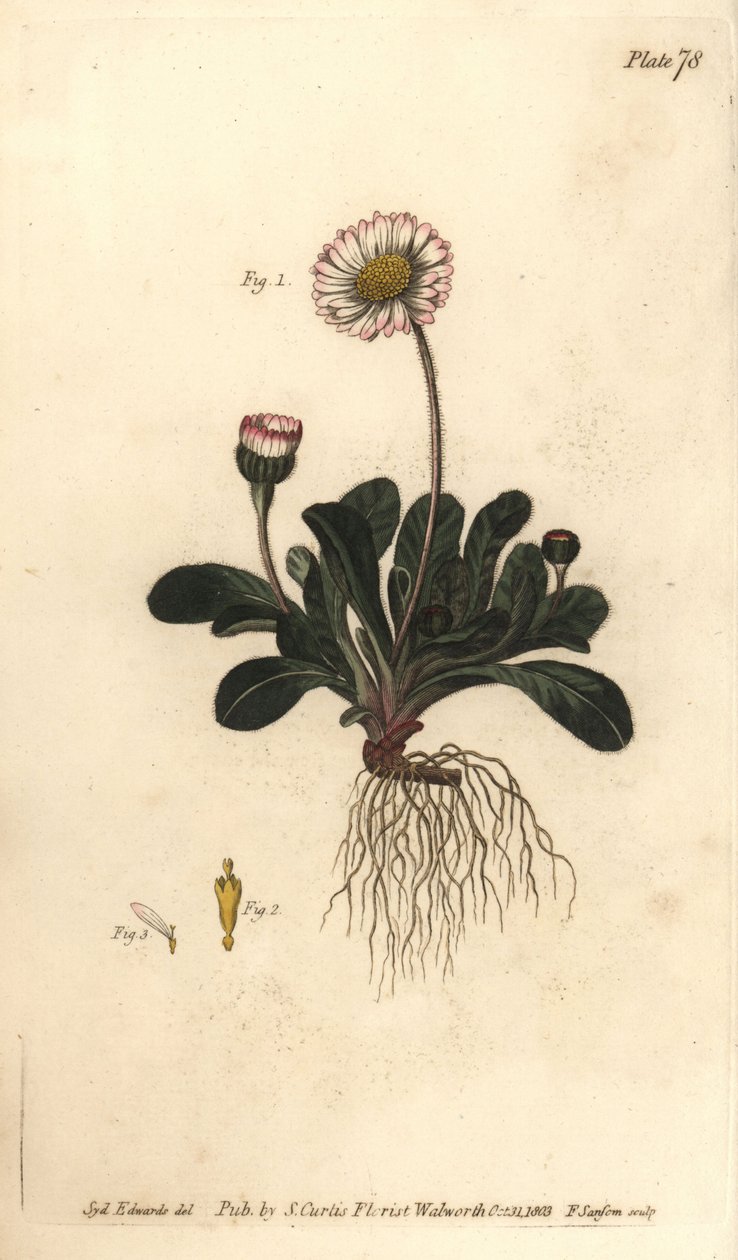 Margherita, Bellis perennis da Sydenham Teast Edwards