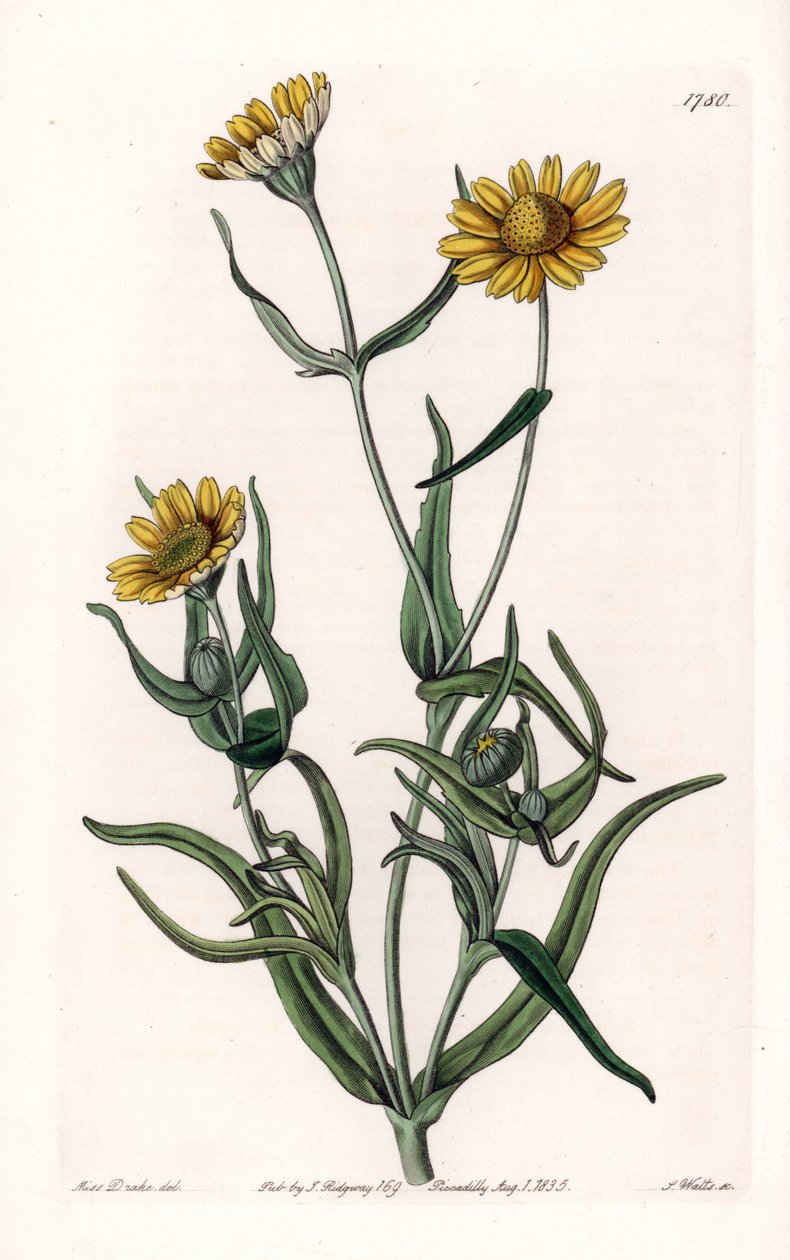 Margherita varietà 