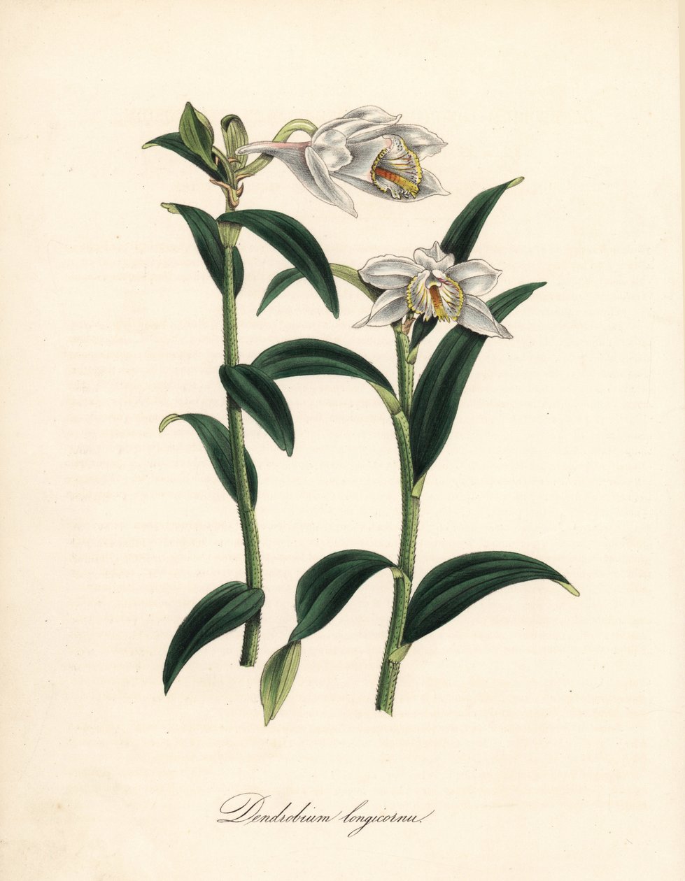 Dendrobium varietà - Orchidea dendrobium a lungo corno, Dendrobium longicornu. Copiato dal “” Botanical Register”” di Sydenham Edwards. Zincografia a mano colorata di C. Chabot disegnata da Miss M. A. Burnett dal suo “” Plantae Utiliores: or Illustrations  da Sydenham Teast Edwards
