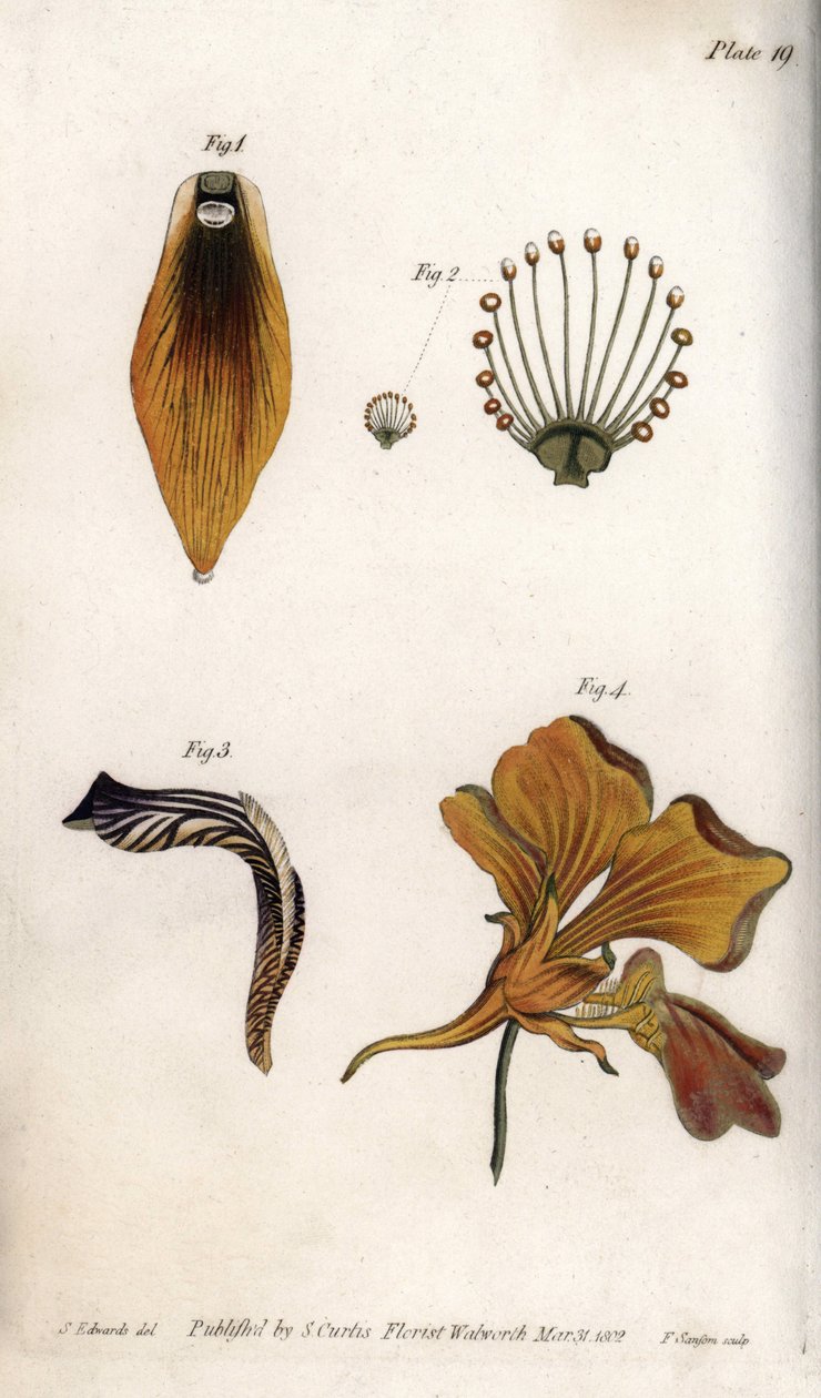 Detaillierte Beschreibung des Stängels und der Krone der Fritillarie. Farbiger Kupferstich, Illustration von Sydenham Edwards (1768-1819) für Konferenzen der Botanik, Botanischer Garten von Lambeth (England) von Sydenham Teast Edwards