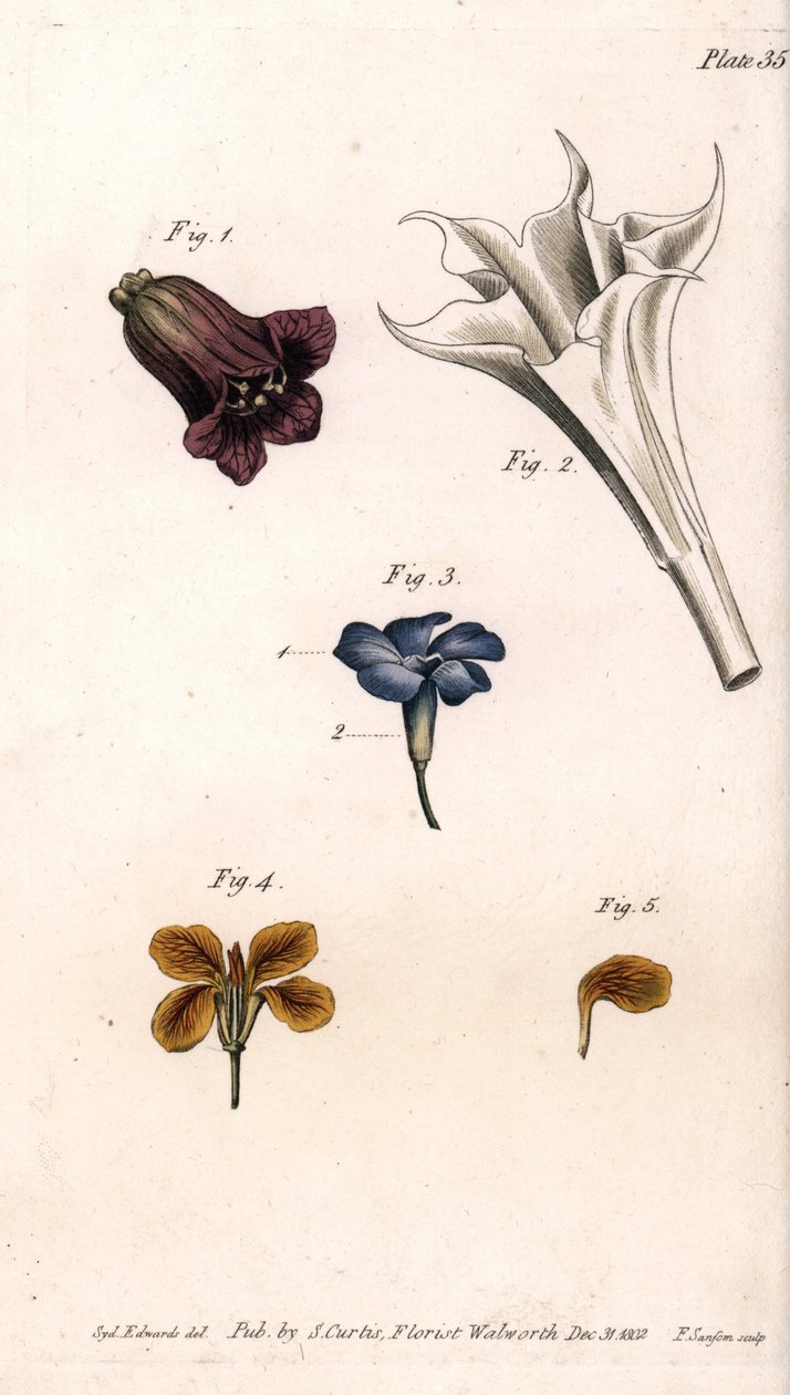 Diverse corolle: la belladonna, la stramonio datura, la grande pervinca e il giroflee dei muri da Sydenham Teast Edwards
