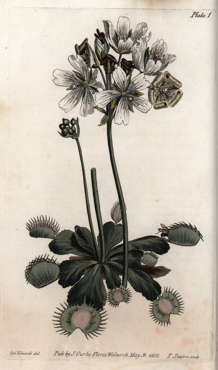 Dionea acchiappa mosche o trappola per lupi da Sydenham Teast Edwards