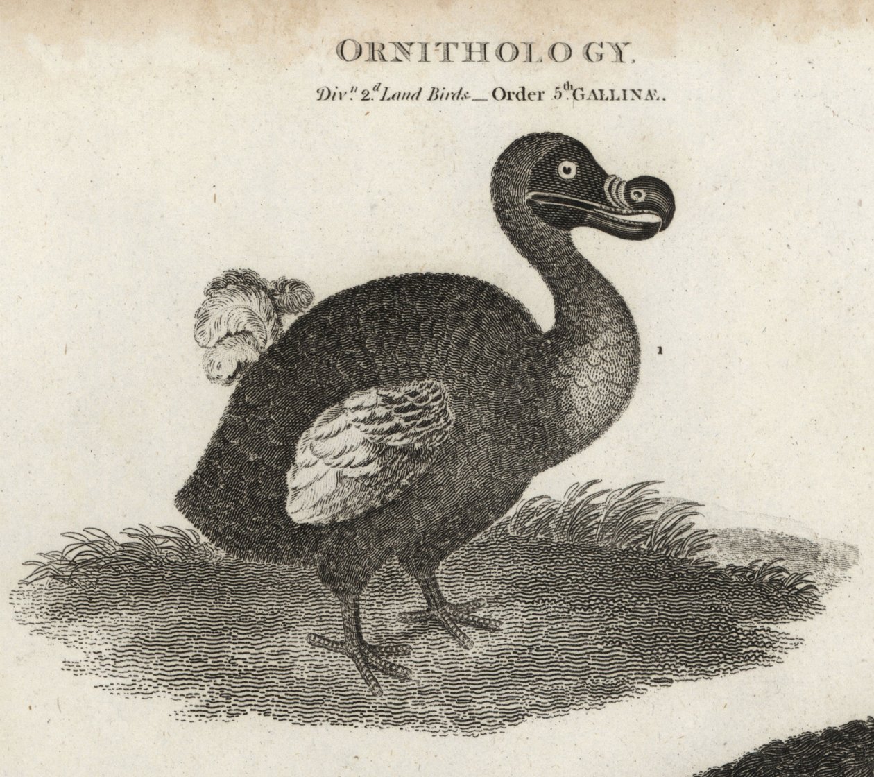 Dodo, Raphus cucullatus, uccello estinto incapace di volare da Sydenham Teast Edwards