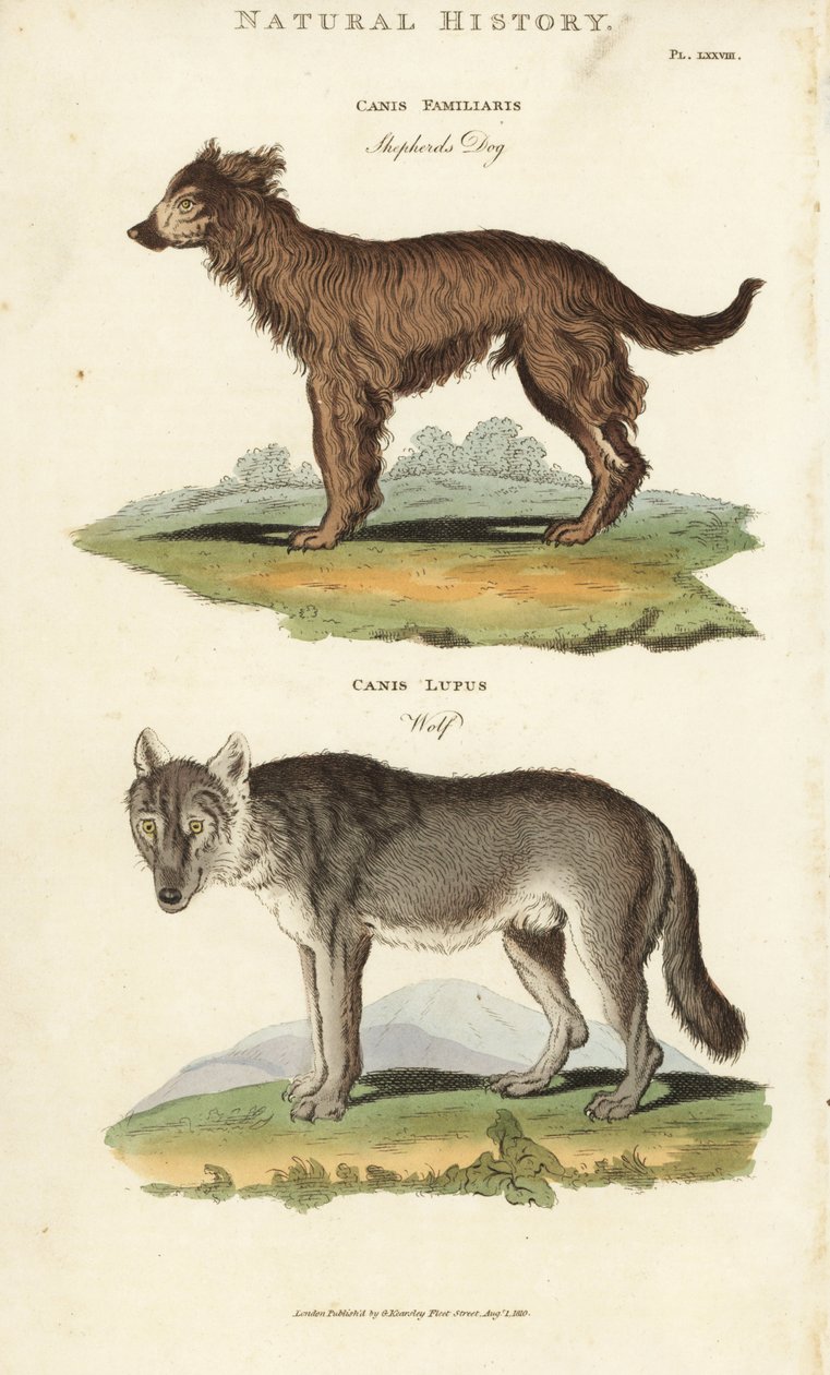 Cane e Lupo - Cane da pastore, Canis familiaris, e lupo, Canis lupus da Sydenham Teast Edwards