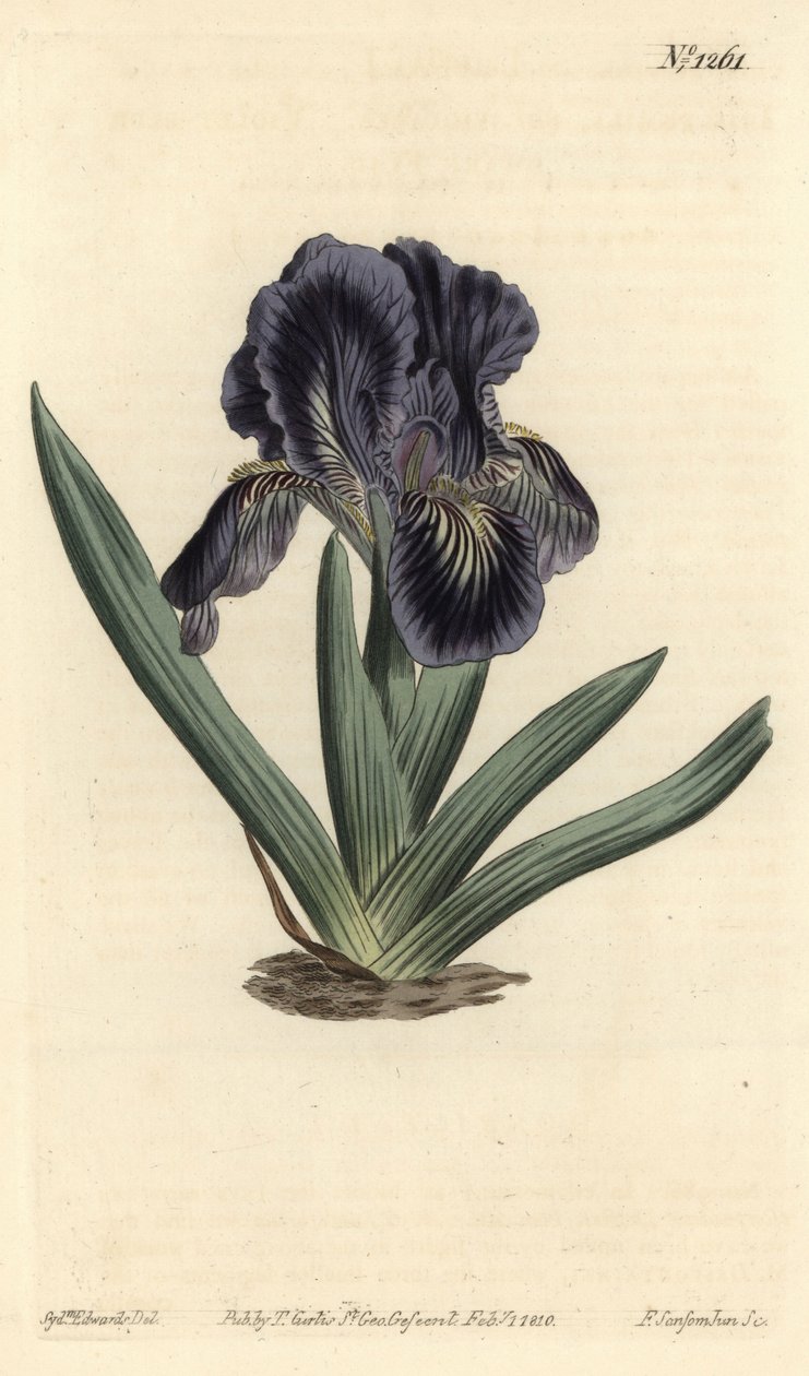 Iris nano - Iris x binata da Sydenham Teast Edwards