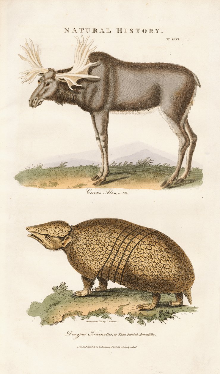 Alce e armadillo a tre bande da Sydenham Teast Edwards