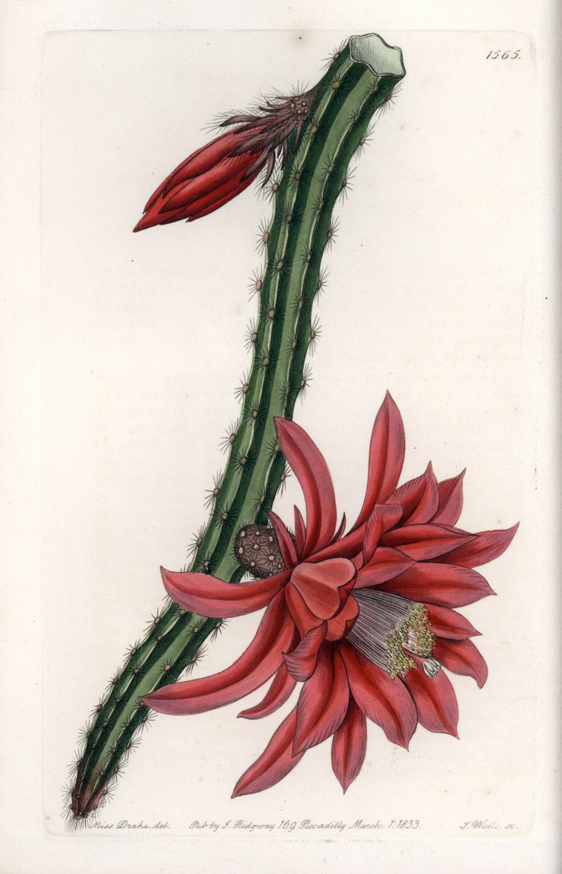 Cactier rampicante (incisione di S.Watts, illustrazione di Sarah Anne Drake, dal Botanical Register di Sydenham Edwards) da Sydenham Teast Edwards