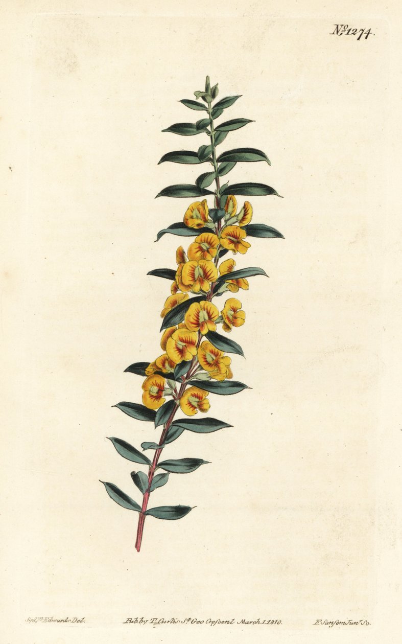 Eutaxia myrtifolia (Dillwynia obovata). Incisione a mano colorata a rame di F. Sansom Jr. da un