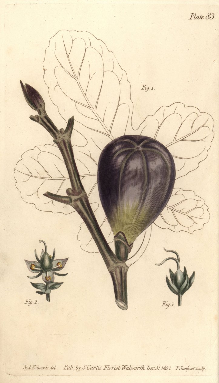 Fico, Ficus carica, Trioecia con fiori ermafroditi, maschili 2 e femminili 3 separati da Sydenham Teast Edwards