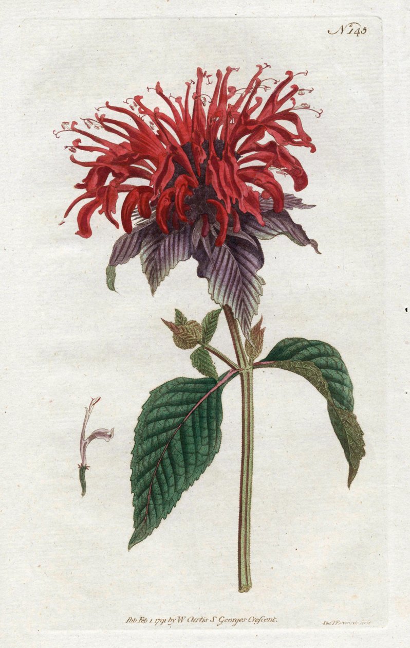 Fistula Monarde da Sydenham Teast Edwards