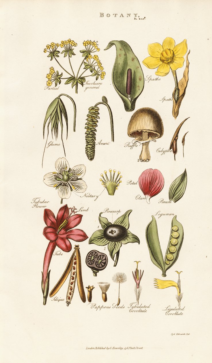 Strutture floreali e vegetali da Sydenham Teast Edwards