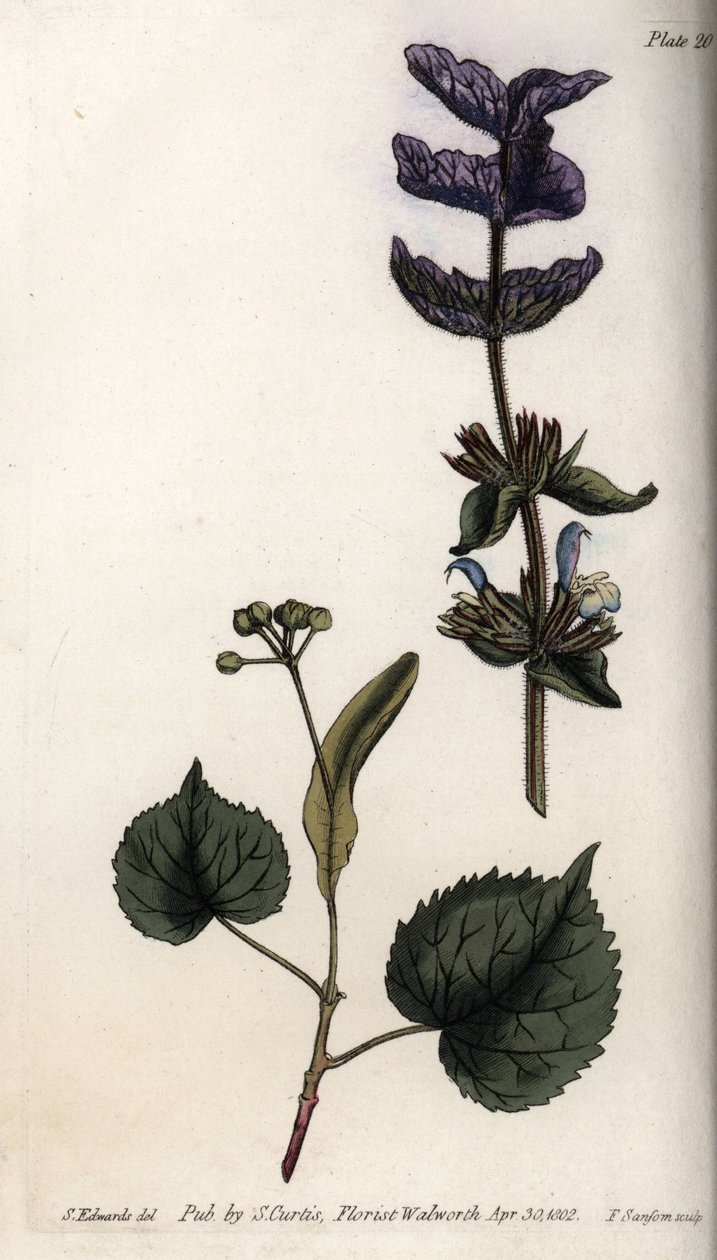 Foglie floreali e mazzo di violette di brattee terminali di salvia verde (o salvia hormine) e tigli da Sydenham Teast Edwards