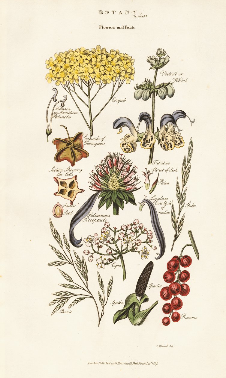 Composizioni di fiori e frutta da Sydenham Teast Edwards