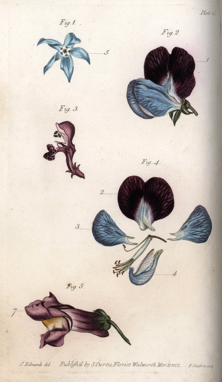 Fioritura di borragine officinale e pisello (leguminosa). Incisione a rame colorata, illustrazione di Sydenham Edwards per le Conferenze di Botanica, Giardino Botanico di Lambeth (Inghilterra) da Sydenham Teast Edwards