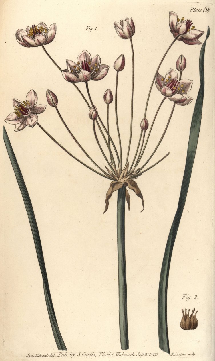 Giunco fiorito, Butomus umbellatus da Sydenham Teast Edwards