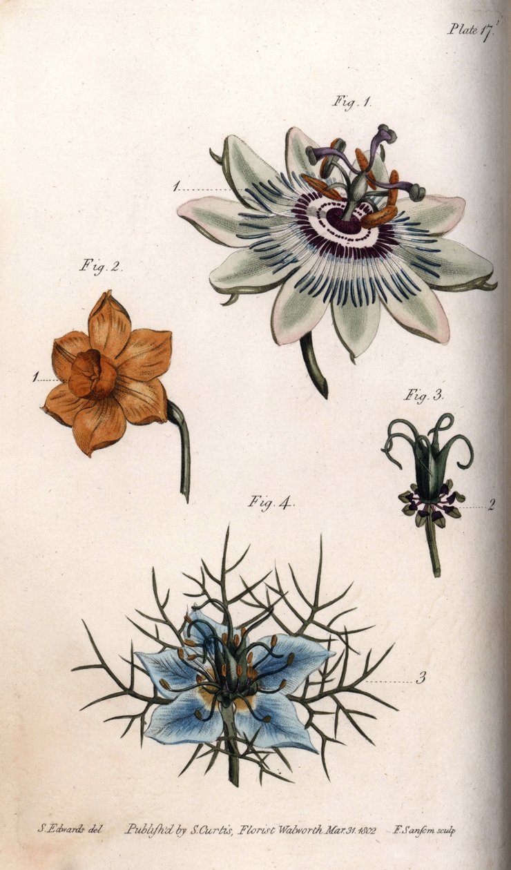 Fiori di frutto della passione o fiori della passione, narciso e nigella da Sydenham Teast Edwards