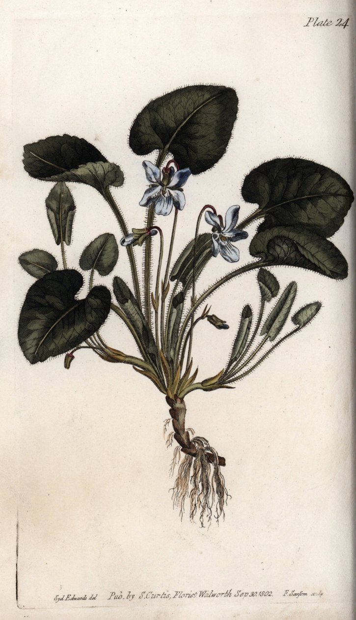 Viola odorosa (incisione colorata di Sydenham Edwards per le Conferences of Botanical, Botanical Garden of Lambeth) da Sydenham Teast Edwards