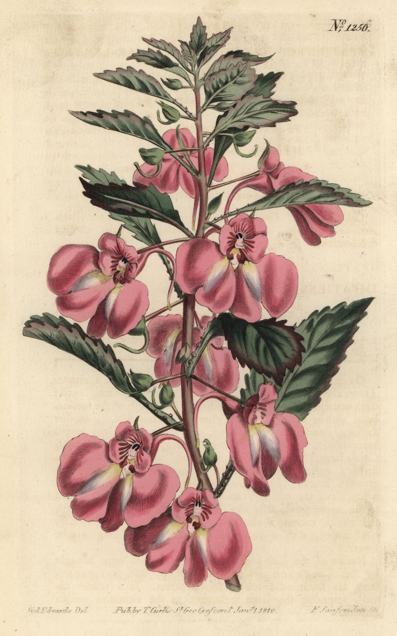 Balsamina da giardino da Sydenham Teast Edwards