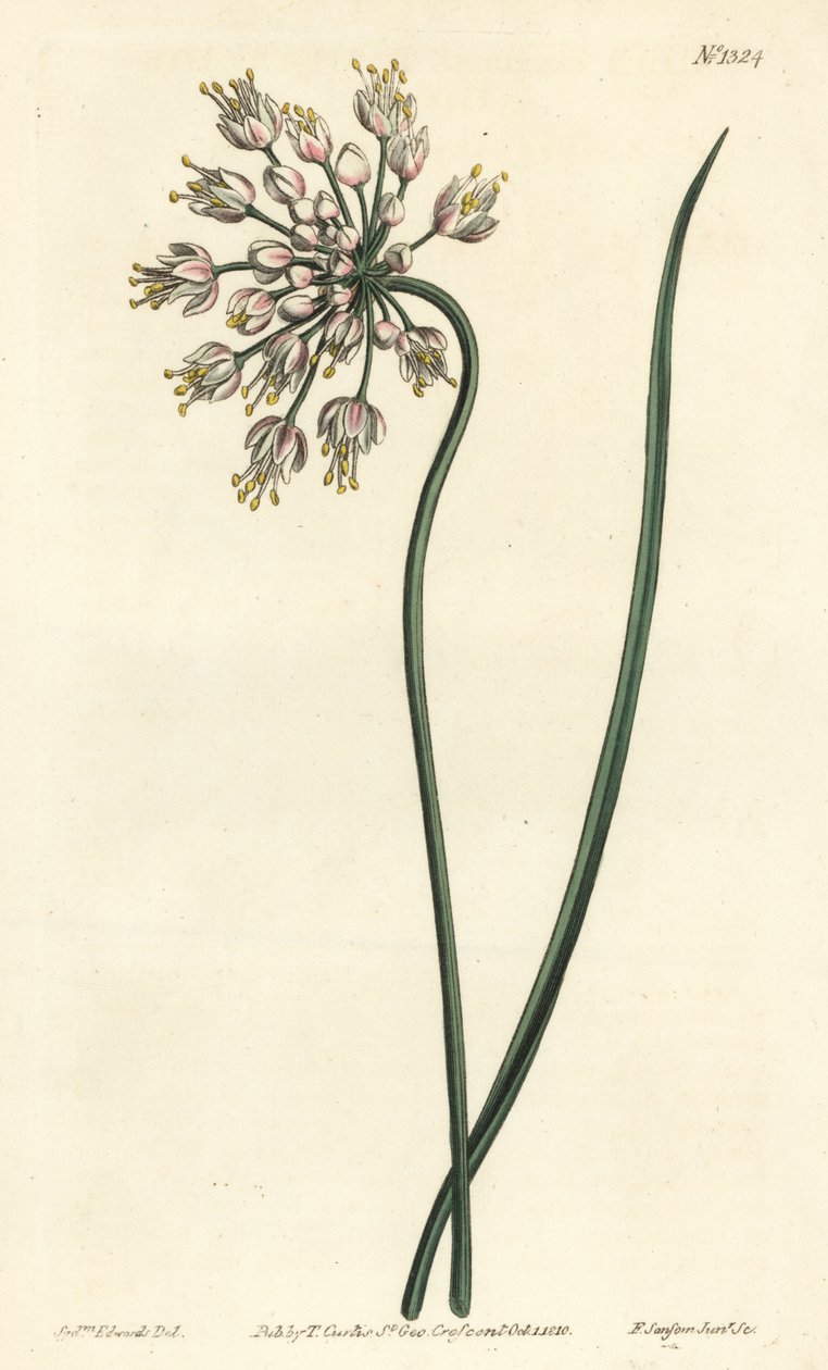 Aglio inclinato - Allium cernuum da Sydenham Teast Edwards