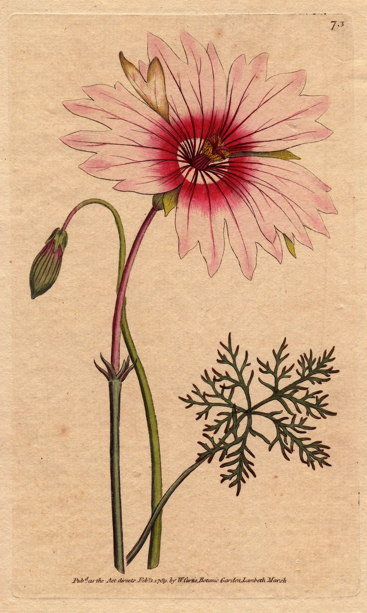 Monsonia speciosa da Sydenham Teast Edwards
