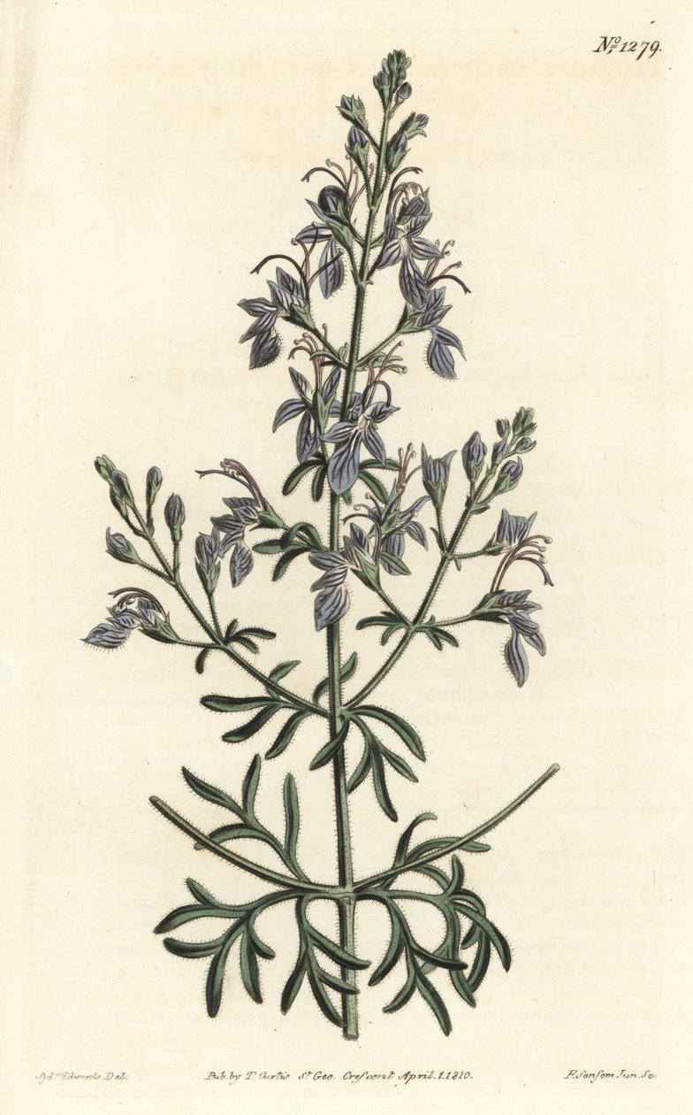 Germandrea d