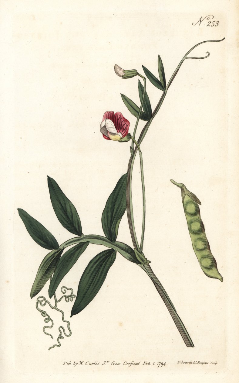 Gesse climene - Lathyrus clymenum (Lathyrus articulatus). Incisione a mano colorata a rame di Sansom da un