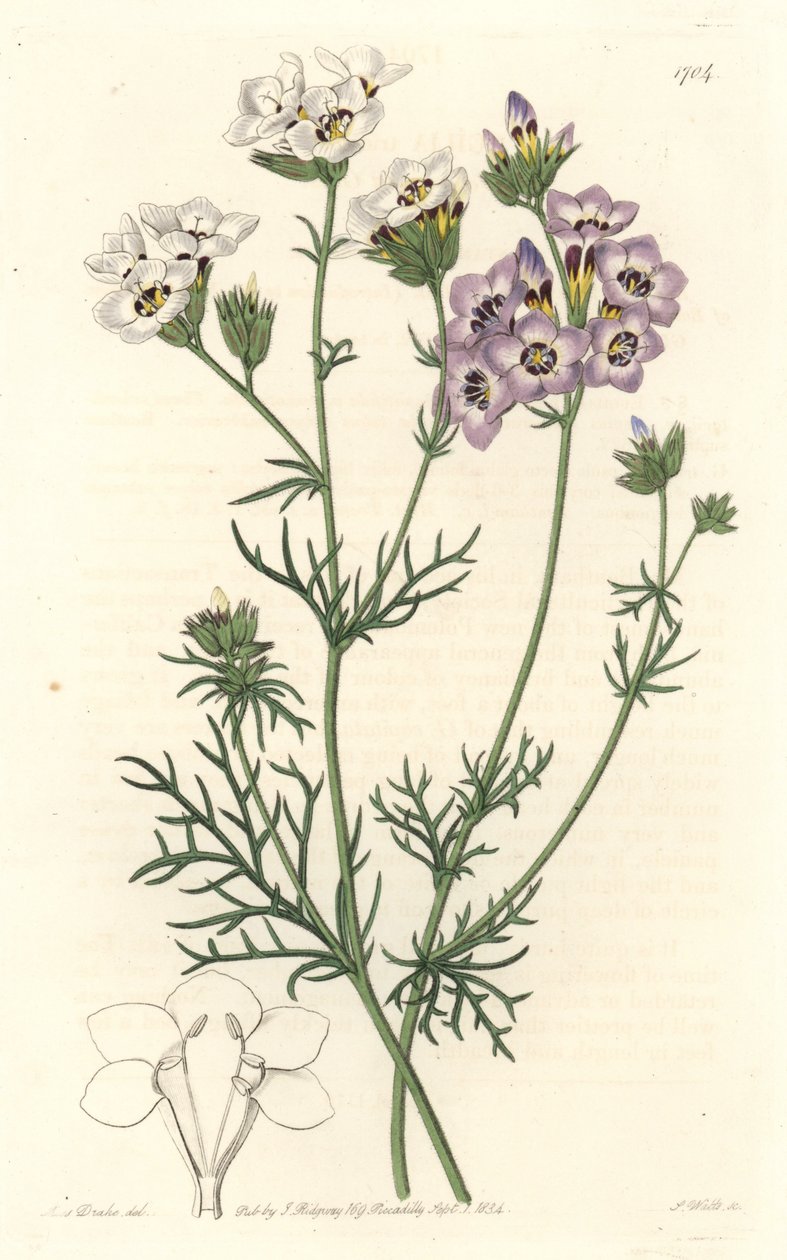 Gilia tricolor, varietà bianca e viola, nativa della California da Sydenham Teast Edwards