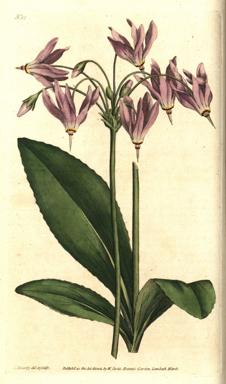 Giroselle della Virginia - Dodecatheon meadia. Incisione a mano colorata a rame da un