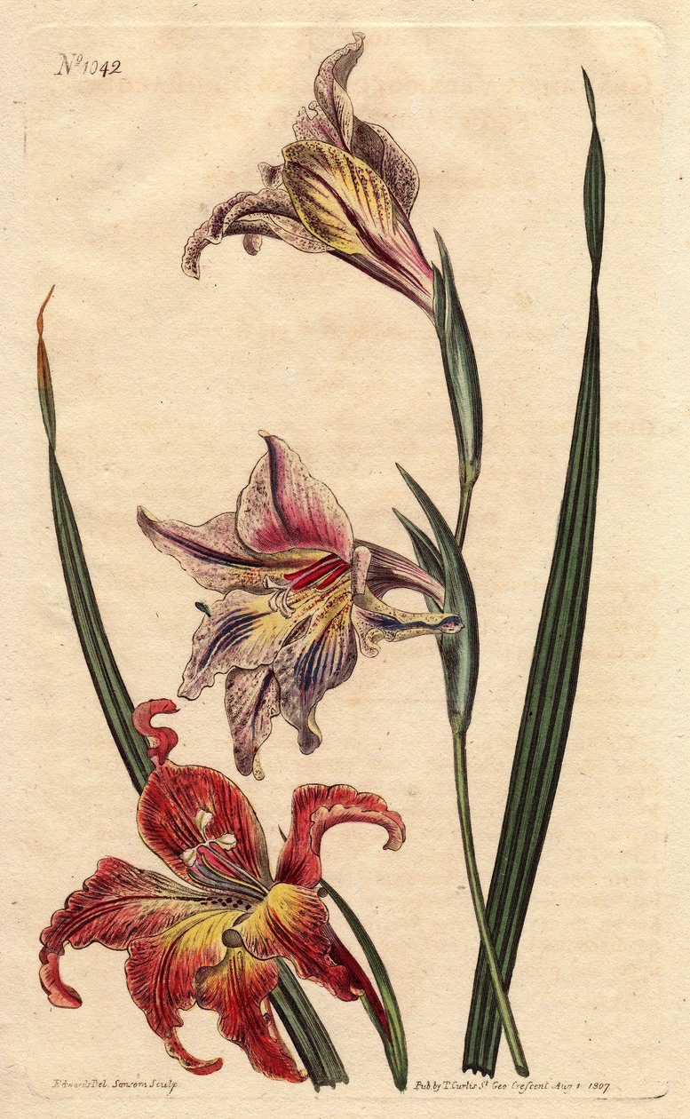 Glaieul con grandi fiori in epis o grande afrikaner marrone, con fiori maculati in scarlatto e rosa pallido, nativo del Sud Africa da Sydenham Teast Edwards
