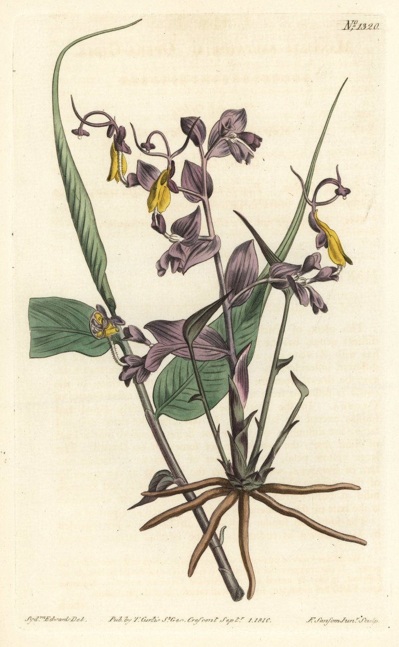 Globba radicalis (Ragazze dell