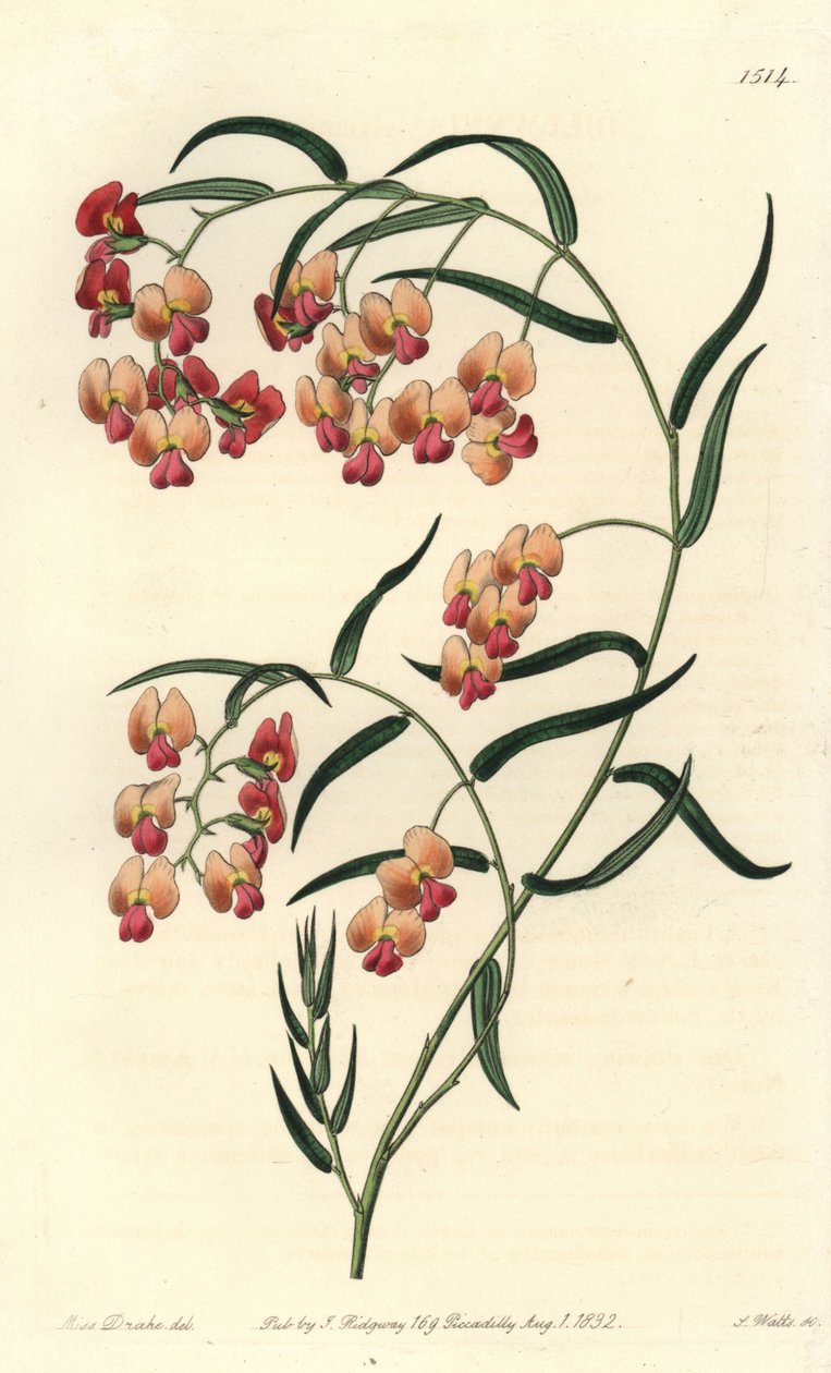 Dillwynia a foglie di glicine da Sydenham Teast Edwards
