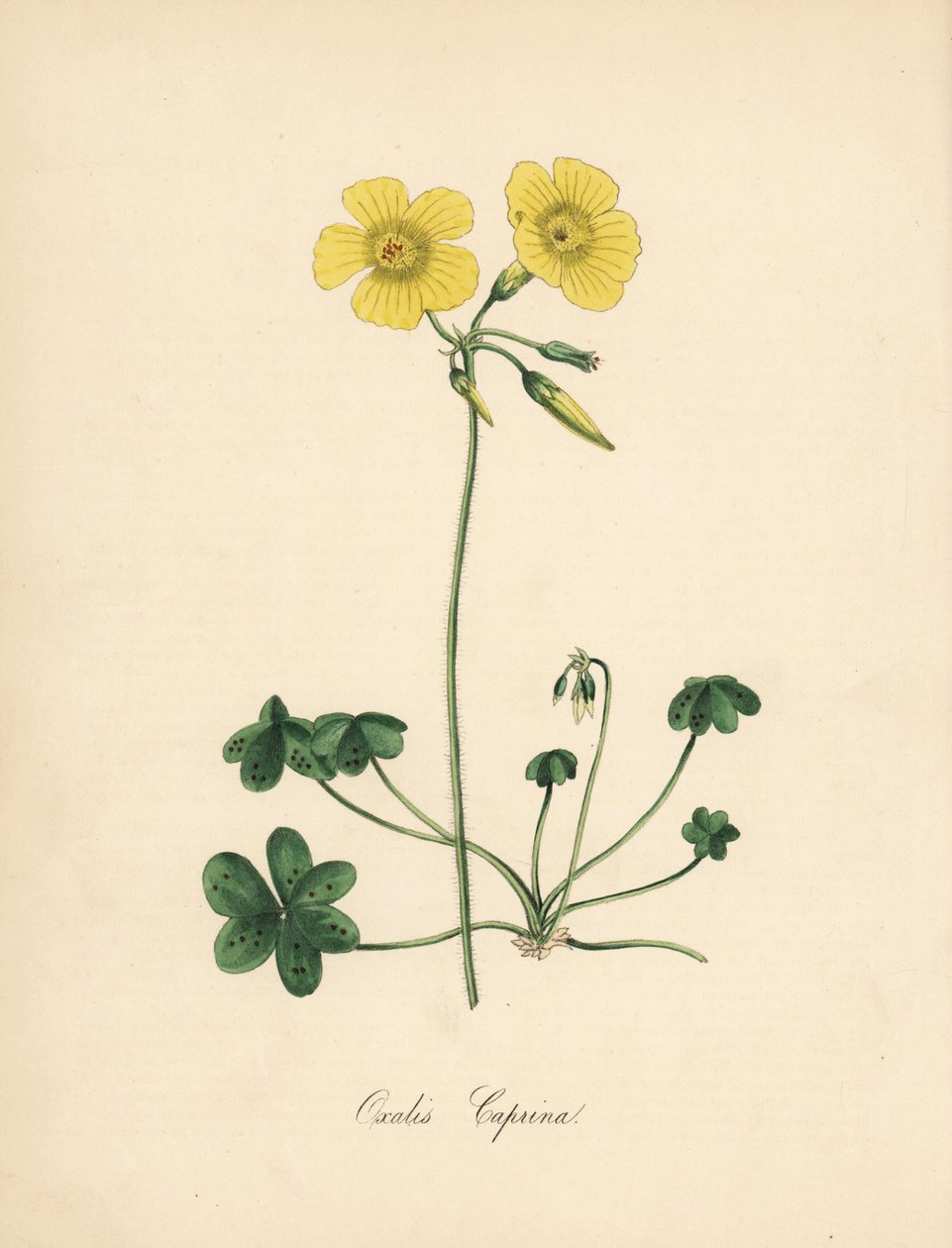 Acetosella a piede di capra, Oxalis caprina da Sydenham Teast Edwards