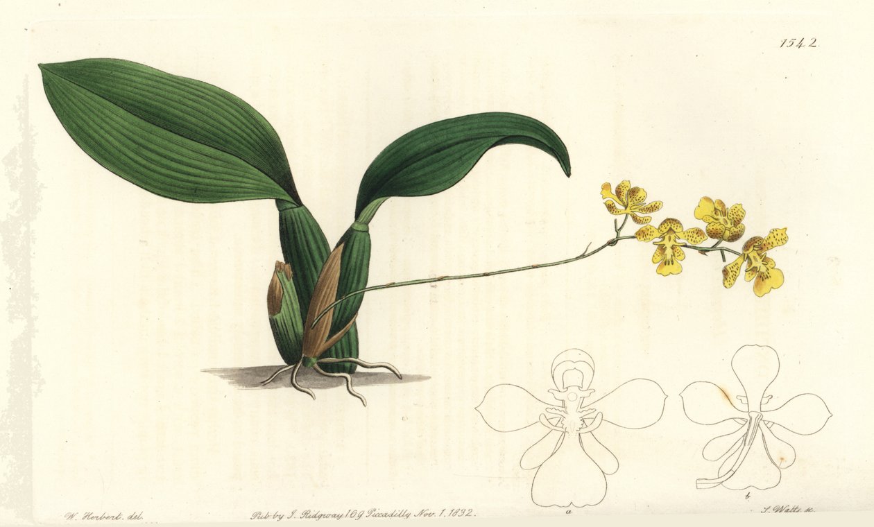 Oncidium cornigerum da Sydenham Teast Edwards