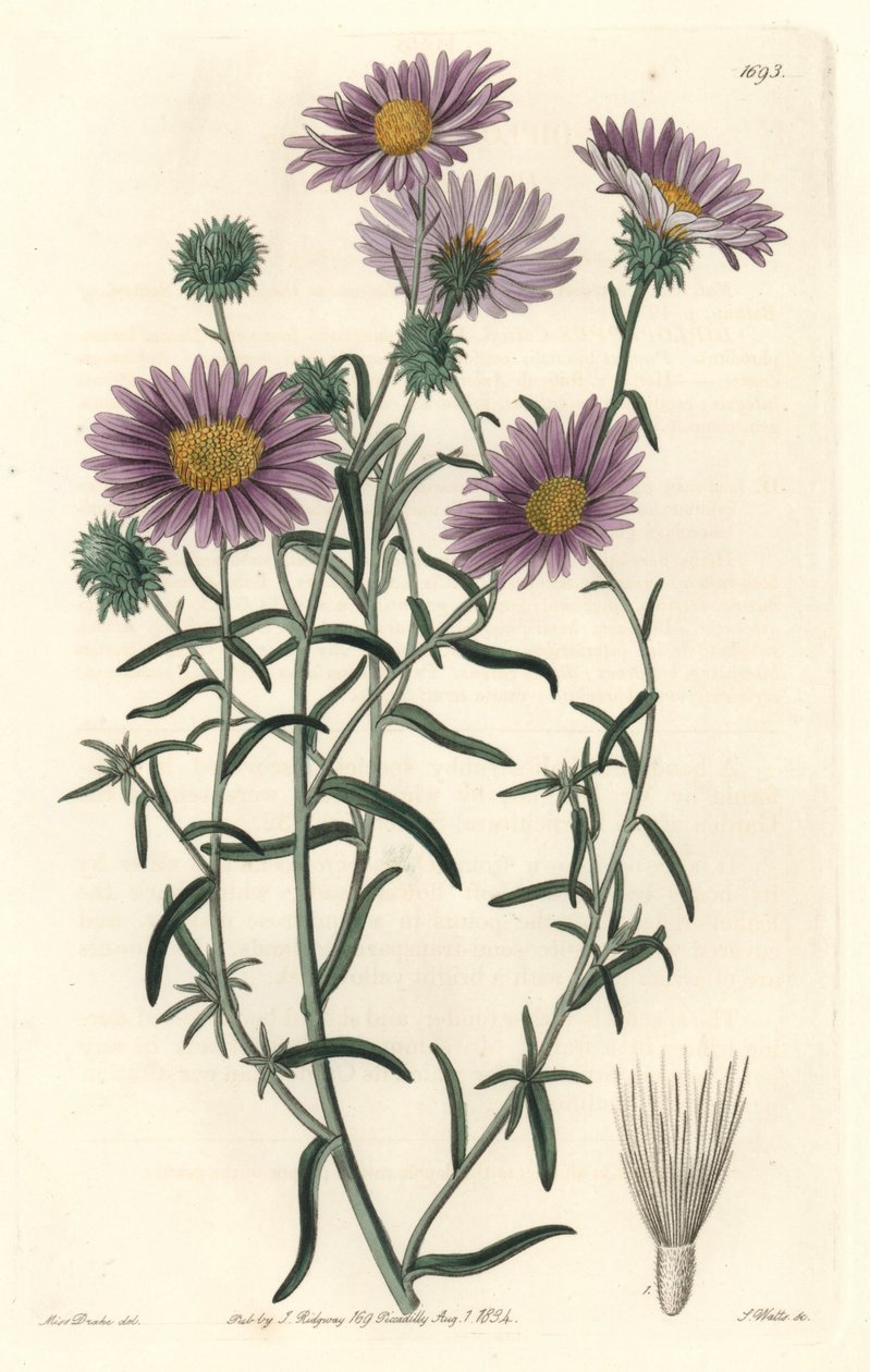 Aster grigio, originario della California da Sydenham Teast Edwards